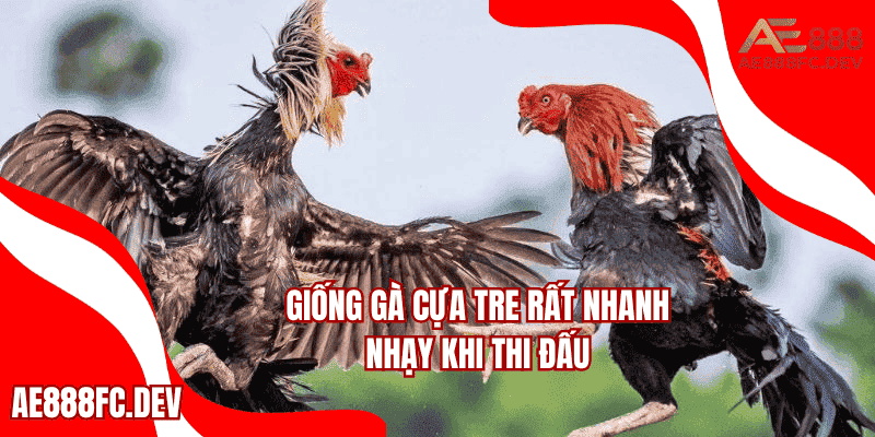 Giống gà cựa tre rất nhanh nhạy khi thi đấu