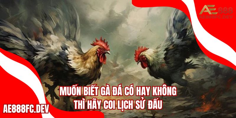 Luôn kiểm tra kết quả các trận đã thi đấu để biết thực lực của gà